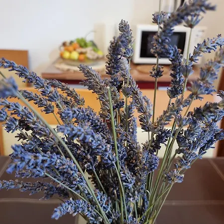 ***apartment Magic &summervibes*** * רייקה